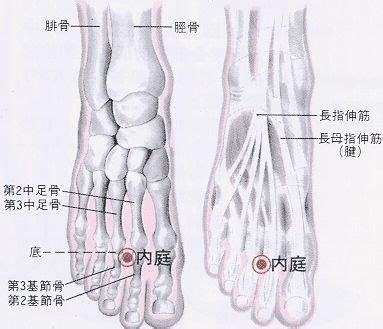 內廷穴位|醫砭 » 經穴庫 » 內庭